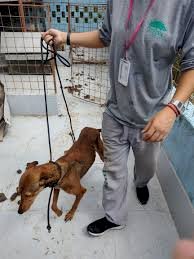 Rio Grande do Sul Operação em Canoas investiga abate irregular de cães na Secretaria de Bem-Estar Animal do município