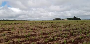 Clima favorece estabelecimento inicial do milho no RS