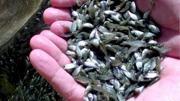 Reserva de alevinos já podem ser feita em Ipiranga do Sul