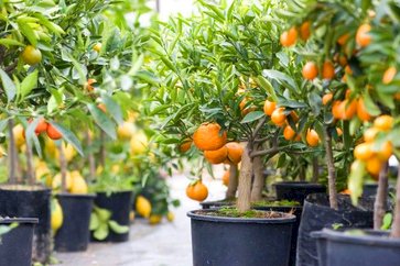 Reservas de mudas frutíferas e ornamentais já podem ser feitas em Ipiranga do Sul