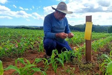 Monitoramento integrado busca prevenir danos da cigarrinha-do-milho às lavouras gaúchas