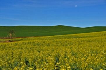 Inicia colheita da canola no RS