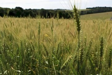 Excesso de chuva preocupa produtores de trigo