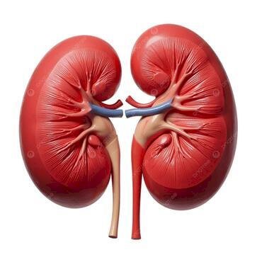 Prevenção Renal: cuidados simples podem evitar doenças graves