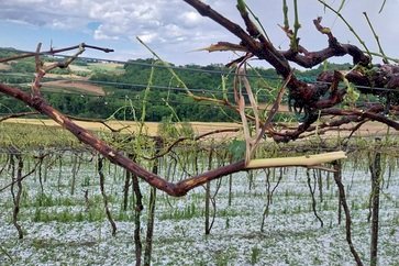 Emater/RS-Ascar recomenda medidas para recuperar pomares e vinhedos após granizo