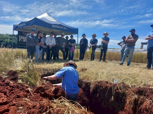 Dia de campo em Jacutinga apresenta variedades de trigo