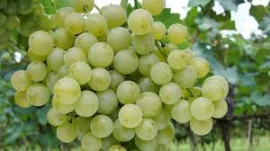 Cantinas caxienses brilham com vinhos Lorena