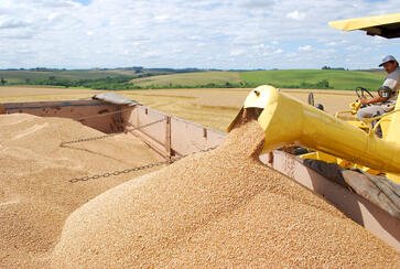 Conab projeta safra de 354,4 milhões de toneladas no Brasil e de 40,7 milhões de toneladas no RS