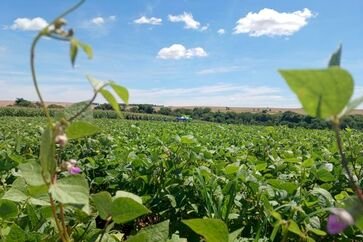 Plantio do Feijão 1ª Safra se aproxima do final no RS