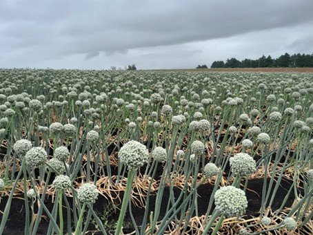 Olerícolas de consumo e de sementes têm bom potencial produtivo no RS