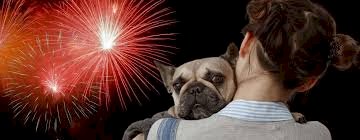 Barulho dos fogos de artifícios deixa os animais estressados