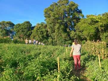 Tarde de Campo sobre Cultura do Tomate reúne agricultores em Getúlio Vargas