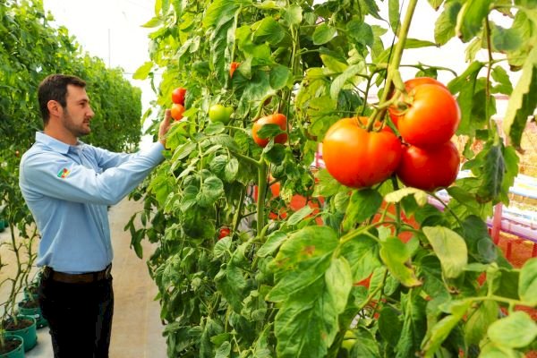 Tomate tem boa produção no RS