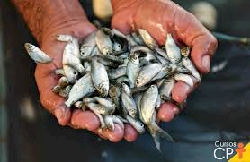 Produtores rurais podem reservar alevinos na  Secretaria de Desenvolvimento Econômico