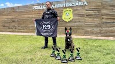 Rio Grande do Sul conquista destaque internacional com melhor cão de trabalho da América do Sul
