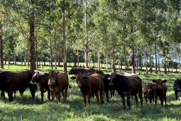 Integração pecuária-floresta fortalece produção rural sustentável no RS