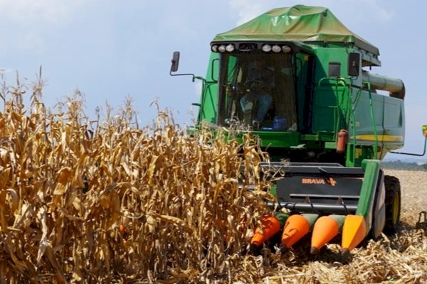 Colheita do milho avança para 35? área total cultivada no Estado