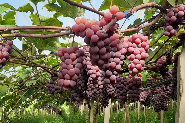 Qualidade da uva é favorecida pelas condições climáticas no Rio Grande do Sul