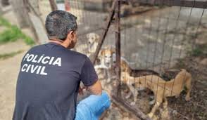 Onde denunciar, como localizar as Delegacias Amigas dos Animais e o retrato dos maus-tratos no RS