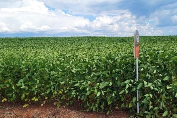 Chuvas aliviam estresse da soja no Rio Grande do Sul