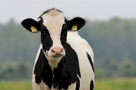 Expodireto Cotrijal: Bovinocultura de leite apresenta inovações