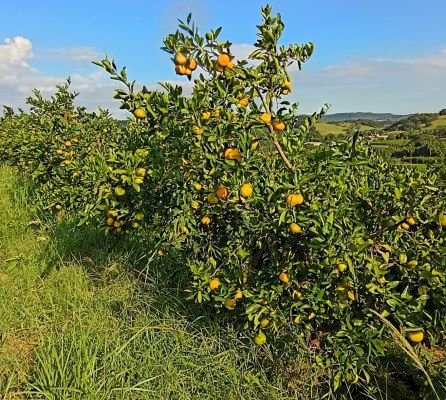 Citros apresentam diferentes fases de desenvolvimento no RS