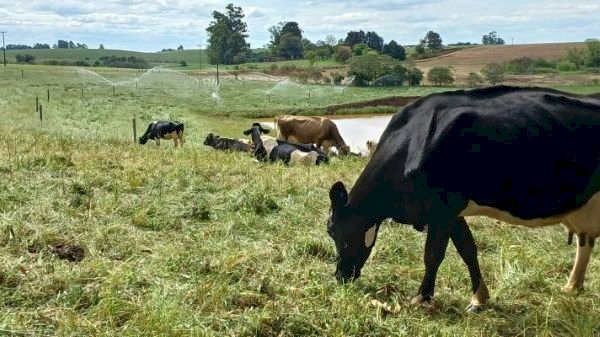 Boletim Conjuntural da Emater - Apesar da falta de chuva, pastagens mantêm alimentação dos rebanhos no RS