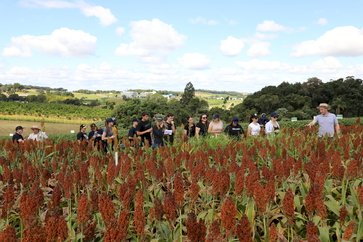 Áreas experimentais da UFFS Erechim se consolidam como laboratório a céu aberto para pesquisa e inovação no campo