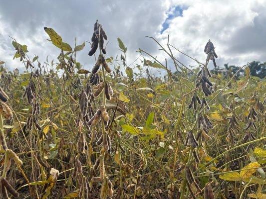 Colheita da soja chega a 50? área cultivada no RS