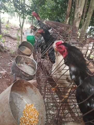 POLÍCIA CIVIL PRENDE HOMEM EM FLAGRANTE POR POSSE IRREGULAR DE ARMA DE FOGO E MAUS TRATOS CONTRA ANIMAIS EM TRINDADE DO SUL