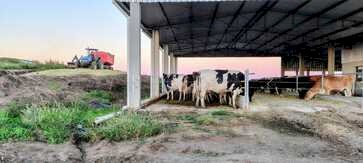 Silagem garante alimentação do rebanho em períodos críticos