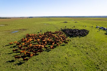 Estância Guarita leva genética inédita e oferta selecionada a leilão em cenário de alta valorização do Brangus