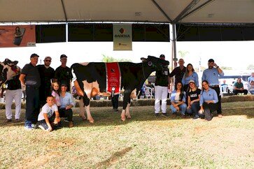 Produtores da Cooperativa Santa Clara levam animais de excelência à Fenasul Expoleite
