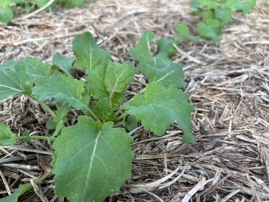 Expectativa de aumento expressivo da área impulsiona final da semeadura da canola no RS