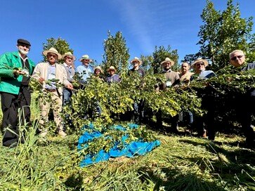 Rio Grande do Sul deve produzir 310 mil toneladas de erva-mate na safra 2026