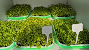 Curso de Agronomia da URI incentiva produção de microverdes