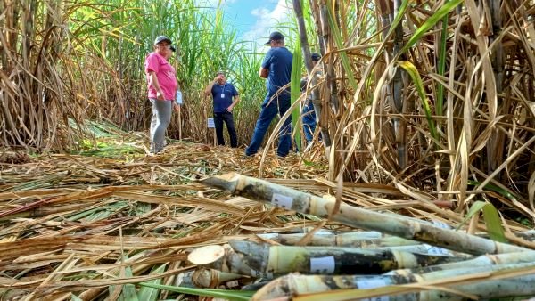 Cana-de-açúcar movimenta mais de 5 mil agroindústrias familiares e fortalece turismo rural no RS