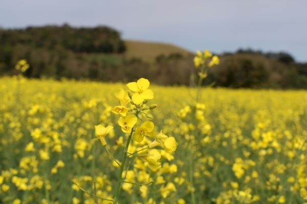 Semeadura da canola está quase concluída no RS