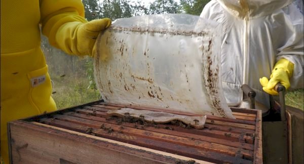 Manejo de abelhas no inverno exige cuidados com nutrição, temperatura e pragas