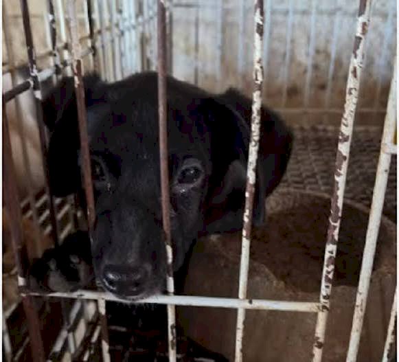 Homem é condenado por matar e maltratar animais em propriedade rural