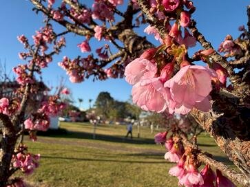 Cerejeiras embelezam os caminhos do Santuário de Fátima durante a floração