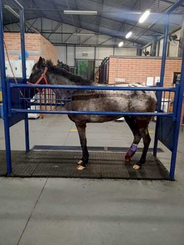Parceria entre Medicina Veterinária da UCS e ONG reabilita cavalos abandonados no Rio Grande do Sul