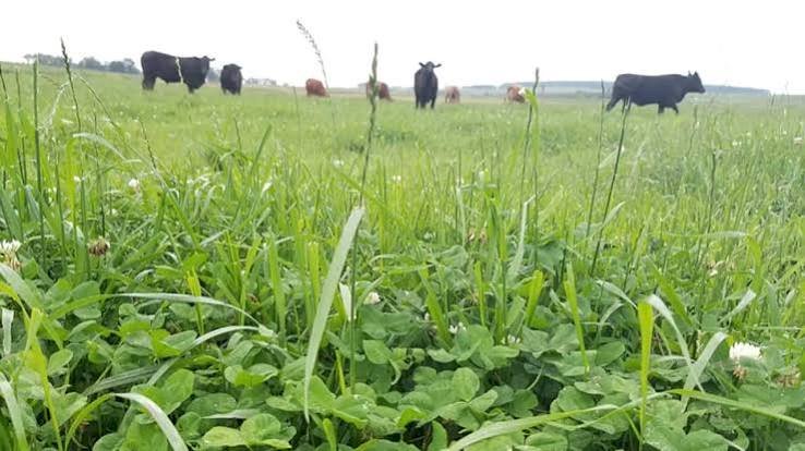 Erebango promovo no dia seis de agosto Dia de Campo sobre forrageiras de inverno