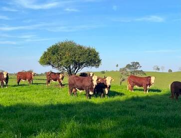 Manejo e genética destacam desempenho da Fazenda Buena Vista, em Aratiba