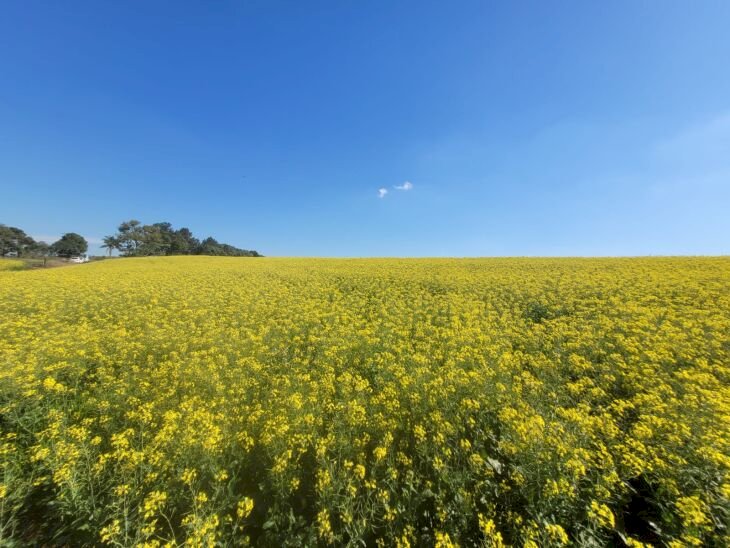 Canola e trigo mantêm potencial produtivo