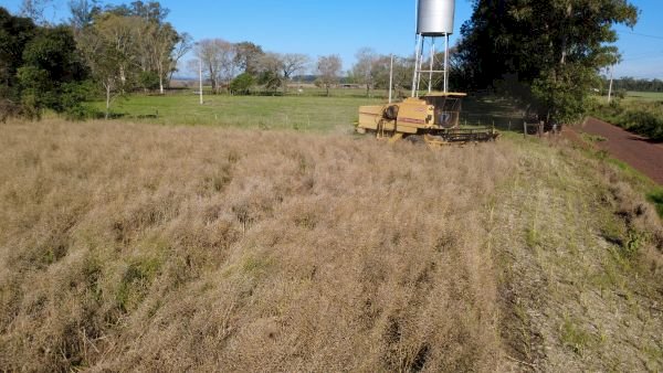 Inicia colheita da canola no Rio Grande do Sul