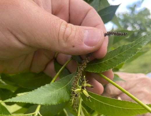 Encontro Nacional de Pecanicultura ressalta importância do manejo na produção de nozes