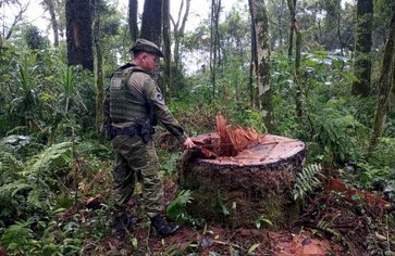 Operação da Polícia Civil realiza prisão em flagrante por extração ilegal de madeira em reserva indigena em Nonoai