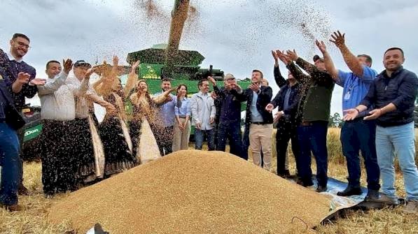 Em Cruz Alta, cerimônia de abertura da colheita de trigo ressalta a força do segmento no RS